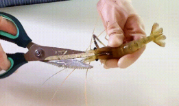 如何挑虾线视频,视频教程助你轻松烹饪美味虾